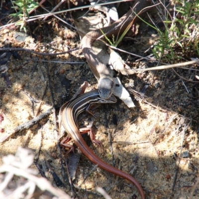 Drysdalia rhodogaster (Mustard-bellied Snake) at Upper Nepean - 19 Oct 2018 by JanHartog