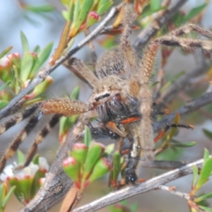 Sparassidae (family) at Paddys River, ACT - 17 Dec 2019