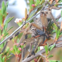 Sparassidae (family) at Paddys River, ACT - 17 Dec 2019