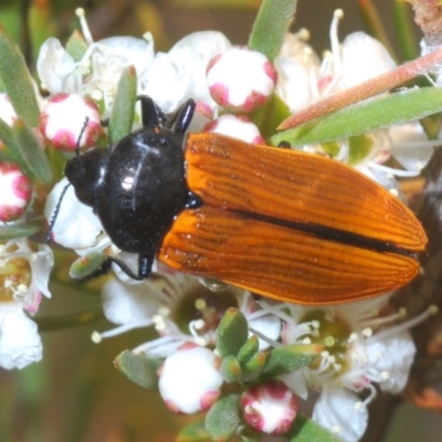 Castiarina rufipennis (Jewel beetle) at Hackett, ACT - 16 Dec 2019 by Harrisi