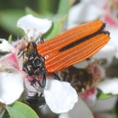 Castiarina nasuta (A jewel beetle) at Brindabella, NSW - 17 Dec 2019 by Harrisi