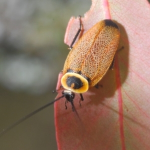 Ellipsidion australe at Brindabella, NSW - 18 Dec 2019 05:43 PM