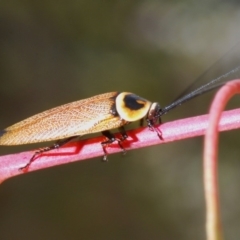 Ellipsidion australe at Brindabella, NSW - 18 Dec 2019 05:43 PM