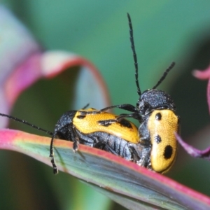 Cadmus (Cadmus) litigiosus at Brindabella, NSW - 17 Dec 2019