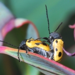 Cadmus (Cadmus) litigiosus (Leaf beetle) at Brindabella, NSW - 17 Dec 2019 by Harrisi