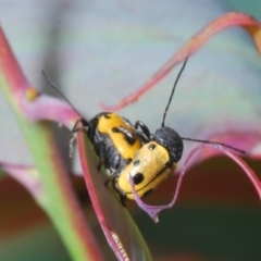 Cadmus (Cadmus) litigiosus at Brindabella, NSW - 17 Dec 2019