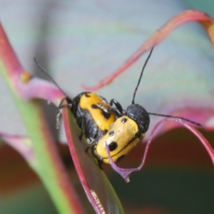 Cadmus (Cadmus) litigiosus at Brindabella, NSW - 17 Dec 2019