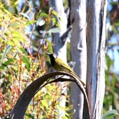 Nesoptilotis leucotis (White-eared Honeyeater) at Alpine, NSW - 19 Oct 2018 by JanHartog