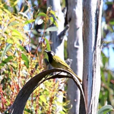 Nesoptilotis leucotis (White-eared Honeyeater) at Alpine, NSW - 18 Oct 2018 by JanHartog