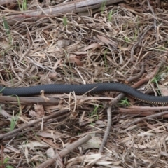 Austrelaps ramsayi (Highlands Copperhead) at Cecil Hoskins Nature Reserve - 16 Oct 2018 by JanHartog