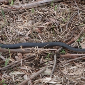 Austrelaps ramsayi at Cecil Hoskins Nature Reserve - 16 Oct 2018 06:15 AM