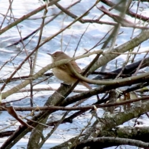 Acrocephalus australis at Burradoo - 16 Oct 2018 05:59 AM