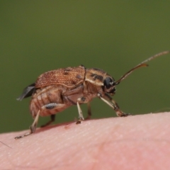 Cadmus sp. (genus) (Unidentified Cadmus leaf beetle) at ANBG - 17 Dec 2019 by TimL
