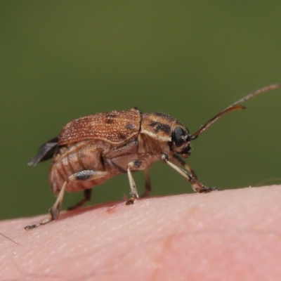 Cadmus sp. (genus) (Unidentified Cadmus leaf beetle) at Acton, ACT - 17 Dec 2019 by TimL