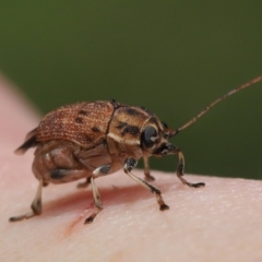 Cadmus sp. (genus) at Acton, ACT - 17 Dec 2019