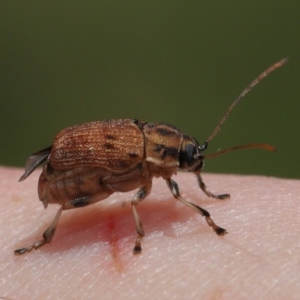 Cadmus sp. (genus) at Acton, ACT - 17 Dec 2019