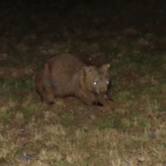Vombatus ursinus (Common wombat, Bare-nosed Wombat) at - 6 Jan 2017 by JanHartog