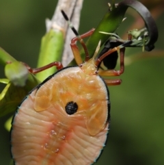 Musgraveia sulciventris (Bronze Orange Bug) at ANBG - 17 Dec 2019 by TimL