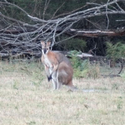 Notamacropus rufogriseus (Red-necked Wallaby) at Wingecarribee Local Government Area - 5 Jan 2017 by JanHartog