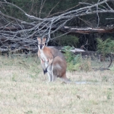 Notamacropus rufogriseus (Red-necked Wallaby) at Penrose - 6 Jan 2017 by JanHartog