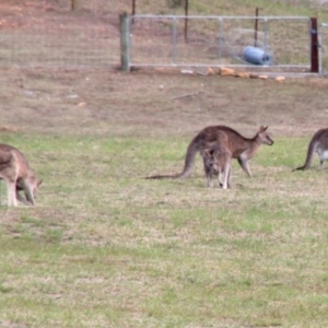 Macropus giganteus at Alpine, NSW - 6 Oct 2018