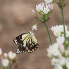 Belenois java (Caper White) at Alpine, NSW - 5 Nov 2018 by JanHartog