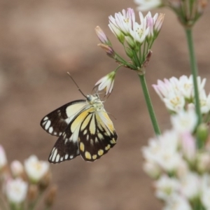 Belenois java at Alpine, NSW - 6 Nov 2018