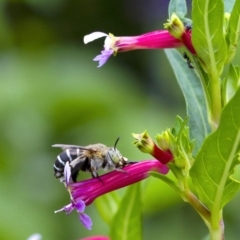 Amegilla (Notomegilla) chlorocyanea (Blue Banded Bee) at Penrose - 15 Dec 2019 by Aussiegall