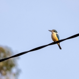Todiramphus sanctus at Penrose - 8 Dec 2019 04:41 PM