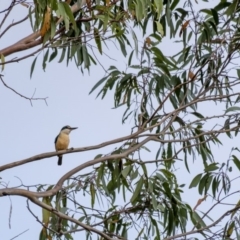 Todiramphus sanctus at Penrose - 8 Dec 2019 04:41 PM