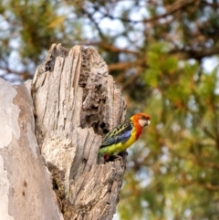 Platycercus eximius (Eastern Rosella) at Wingecarribee Local Government Area - 8 Dec 2019 by Aussiegall