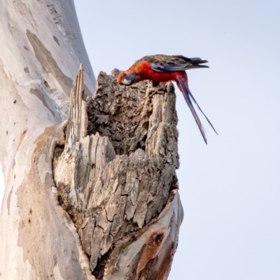 Platycercus elegans (Crimson Rosella) at Wingecarribee Local Government Area - 8 Dec 2019 by Aussiegall