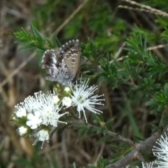 Neolucia agricola (Fringed Heath-blue) at Upper Nepean State Conservation Area - 27 Oct 2017 by JanHartog