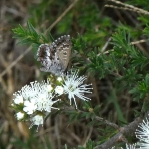 Neolucia agricola at Upper Nepean State Conservation Area - 28 Oct 2017 06:50 AM