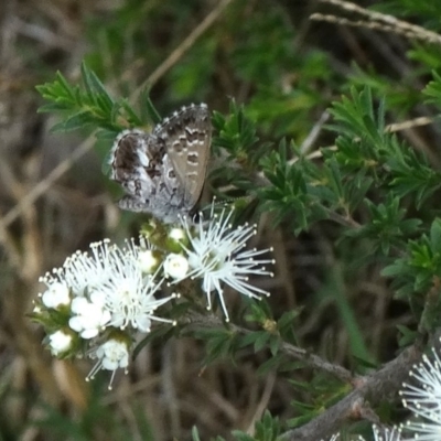 Neolucia agricola (Fringed Heath-blue) at Upper Nepean State Conservation Area - 28 Oct 2017 by JanHartog