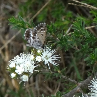 Neolucia agricola (Fringed Heath-blue) at Upper Nepean - 27 Oct 2017 by JanHartog