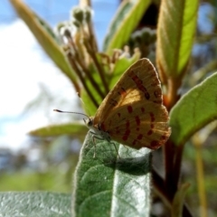 Hypochrysops byzos (Yellow Jewel) at Alpine - 20 Nov 2017 by JanHartog