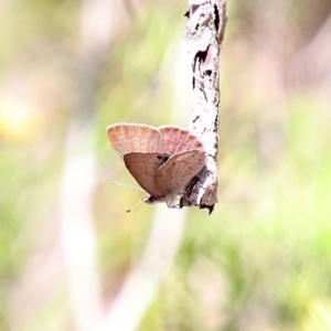 Erina hyacinthina at Bundanoon, NSW - 25 Oct 2018 05:14 AM