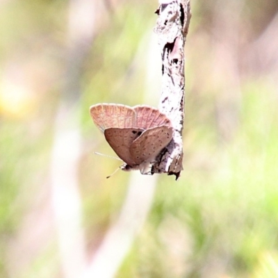 Erina hyacinthina (Varied Dusky-blue) at Bundanoon - 25 Oct 2018 by JanHartog