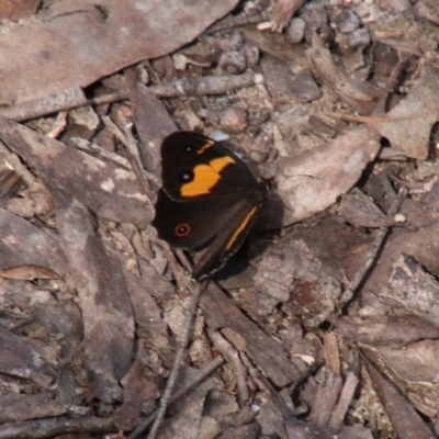 Tisiphone abeona (Varied Sword-grass Brown) at Morton National Park - 24 Oct 2018 by JanHartog