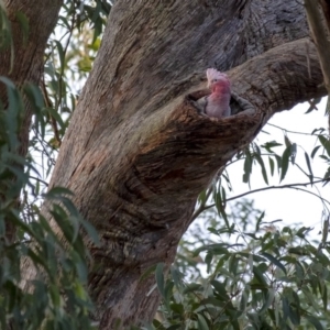 Eolophus roseicapilla at Penrose, NSW - 28 Nov 2019 06:21 PM