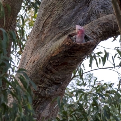 Eolophus roseicapilla (Galah) at Penrose, NSW - 28 Nov 2019 by Aussiegall