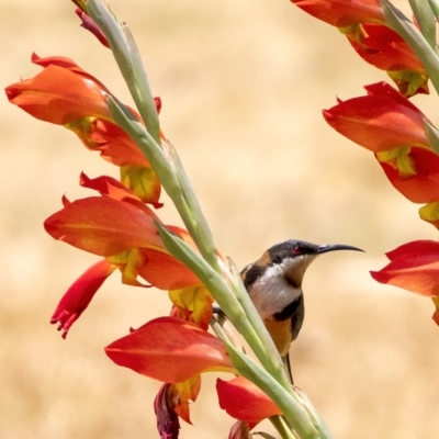 Acanthorhynchus tenuirostris (Eastern Spinebill) at Penrose - 12 Dec 2019 by Aussiegall