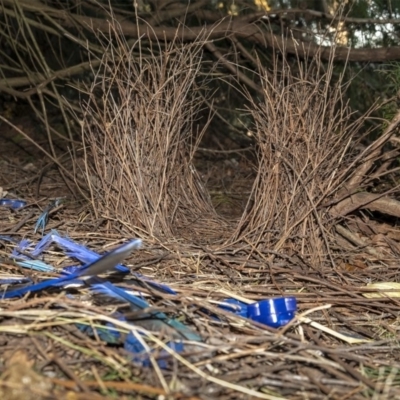 Ptilonorhynchus violaceus (Satin Bowerbird) at Penrose, NSW - 3 Sep 2019 by Aussiegall