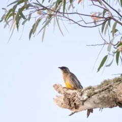 Anthochaera carunculata (Red Wattlebird) at Wingecarribee Local Government Area - 8 Dec 2019 by Aussiegall