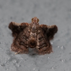 Scenedra decoratalis (A Pyralid moth) at Symonston, ACT - 20 Dec 2019 by rawshorty