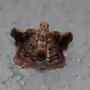 Scenedra decoratalis at Symonston, ACT - 20 Dec 2019