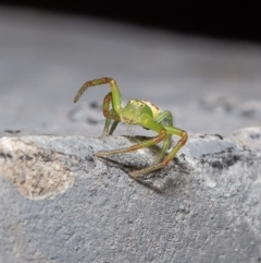 Lehtinelagia sp. (genus) (Flower Spider or Crab Spider) at Macgregor, ACT - 19 Dec 2019 by Roger