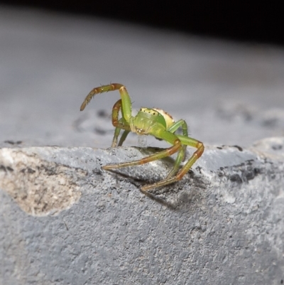 Lehtinelagia sp. (genus) (Flower Spider or Crab Spider) at Macgregor, ACT - 19 Dec 2019 by Roger