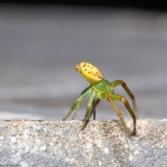 Lehtinelagia sp. (genus) at Macgregor, ACT - 19 Dec 2019 06:05 PM